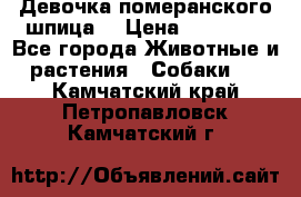 Девочка померанского шпица. › Цена ­ 40 000 - Все города Животные и растения » Собаки   . Камчатский край,Петропавловск-Камчатский г.